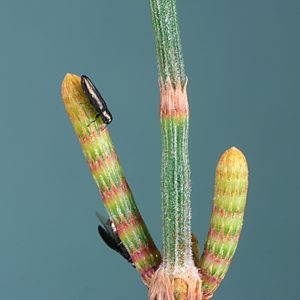 Germarica lilliputana, PL0386, on Allocasuarina verticillata, SL